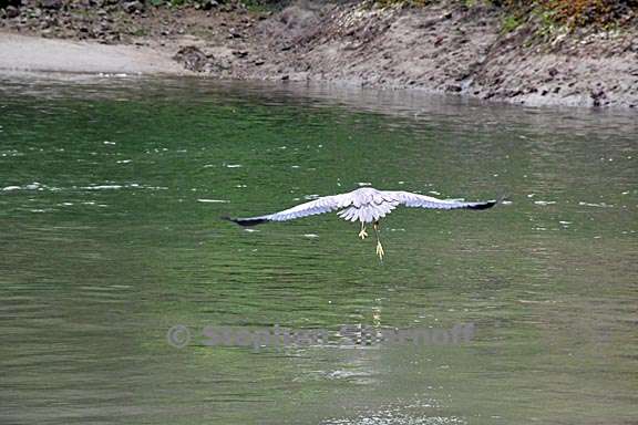 great blue heron 5 graphic